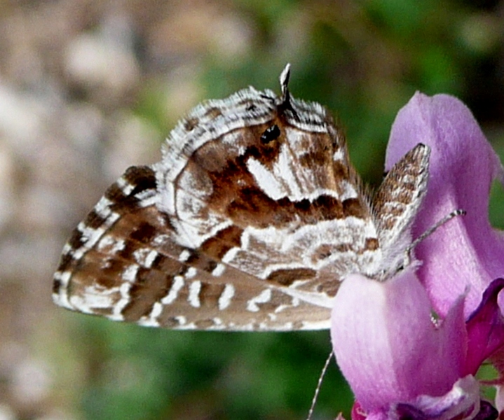 Cacyreus marshalli? - Si